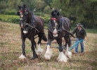 Flying Fetlock Feathers